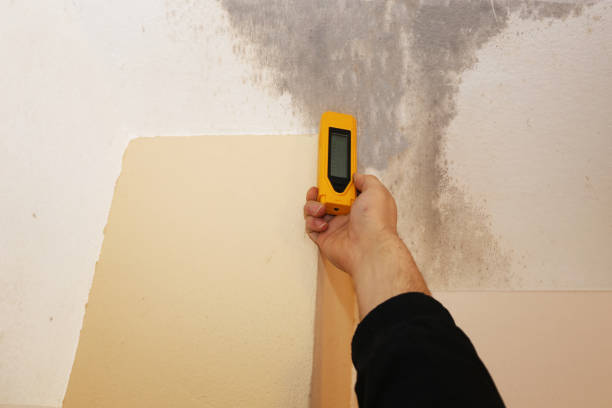 Professional Mold Removal in Clarksburg, WV