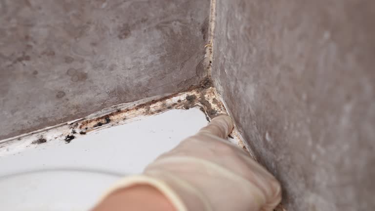 Best Mold Odor Removal Services  in Clarksburg, WV